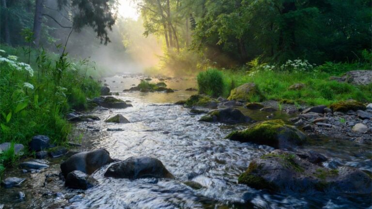 Nature and Mental Clarity: The Science of ’Green Time’